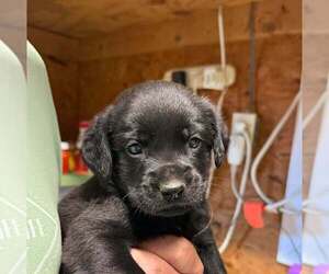 Golden Retriever-Unknown Mix Dogs for adoption in Bolivar, MO, USA