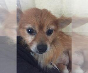 Pomeranian-Unknown Mix Dogs for adoption in Clintwood, VA, USA