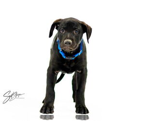 Labrador Retriever-Unknown Mix Dogs for adoption in Brooklyn Center, MN, USA