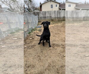Labrador Retriever-Unknown Mix Dogs for adoption in Silver Spring, MD, USA