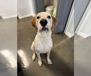 Pointer-Unknown Mix Dogs for adoption in Greenville, SC, USA