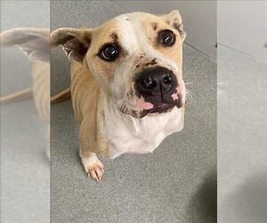 American Pit Bull Terrier Dogs for adoption in Fayetteville, NC, USA