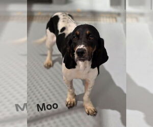 Basset Hound Dogs for adoption in Brookville, OH, USA