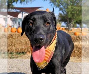 Labrador Retriever Dogs for adoption in San Antonio, TX, USA