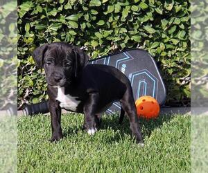 Chihuahua-Unknown Mix Dogs for adoption in San Diego, CA, USA