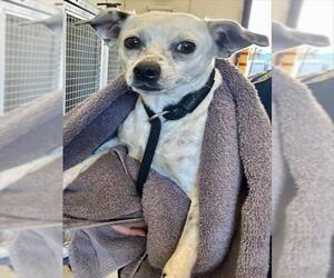 Mutt Dogs for adoption in Martinez, CA, USA