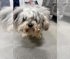 Shih Tzu Dogs for adoption in Forestville, MD, USA
