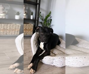 Labrador Retriever-Unknown Mix Dogs for adoption in San Angelo, TX, USA
