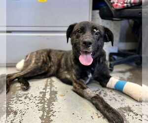 Mutt Dogs for adoption in Stockton, CA, USA