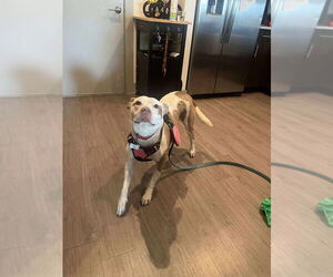 Staffordshire Bull Terrier Dogs for adoption in FRAMINGHAM, MA, USA