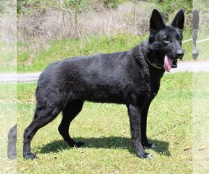 German Shepherd Dog Dogs for adoption in Prattville, AL, USA