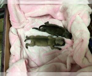 French Bulldog Dogs for adoption in Riverside, CA, USA