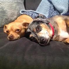 Chihuahua Dogs for adoption in Woodside, NY, USA