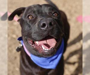 American Staffordshire Terrier-Labrador Retriever Mix Dogs for adoption in San Antonio, TX, USA