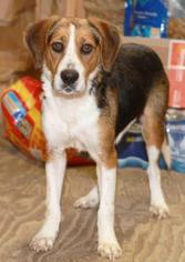 Beagle Dogs for adoption in Rossville, TN, USA
