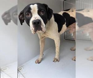 American Pit Bull Terrier-Unknown Mix Dogs for adoption in Houston, TX, USA