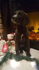 Chesapeake Bay Retriever-Treeing Walker Coonhound Mix Dogs for adoption in Akron, OH, USA