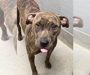 American Pit Bull Terrier-Unknown Mix Dogs for adoption in Las Vegas, NV, USA