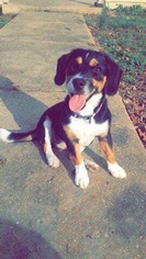 Beagle Dogs for adoption in Chester, IL, USA