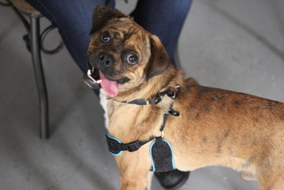 Medium Photo #1 Boxer-Pug Mix Puppy For Sale in Phoenix , AZ, USA