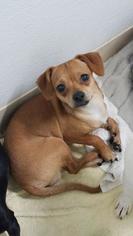 Chiweenie Dogs for adoption in Mission, KS, USA