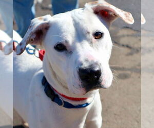 Mutt Dogs for adoption in Canton, CT, USA