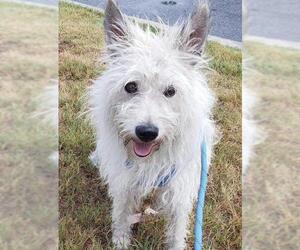 Cairn Terrier Dogs for adoption in Pembroke, GA, USA