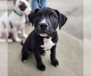 Bullboxer Pit Dogs for adoption in Frankenmuth, MI, USA