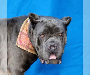 Mutt Dogs for adoption in Pasadena, CA, USA