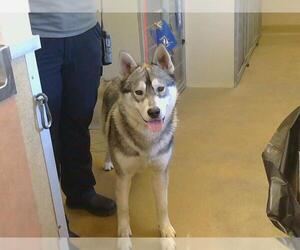 Alaskan Malamute-Huskies Mix Dogs for adoption in Sacramento, CA, USA