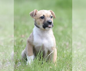 Chihuahua-Unknown Mix Dogs for adoption in Mechanicsburg, PA, USA