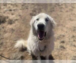 Great Pyrenees Dogs for adoption in Santa Fe, NM, USA