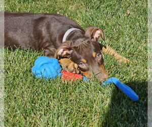 Doberman Pinscher-Unknown Mix Dogs for adoption in Minneaoplis, MN, USA