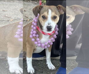 Mutt Dogs for adoption in Oakhurst, NJ, USA
