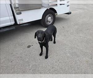 Labrador Retriever Dogs for adoption in Conroe, TX, USA