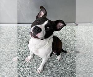 American Pit Bull Terrier-Unknown Mix Dogs for adoption in Salisbury, NC, USA