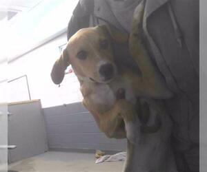 Beagle-Chihuahua Mix Dogs for adoption in Tallahassee, FL, USA