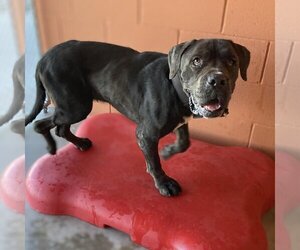 Medium Photo #4 Mutt Puppy For Sale in Vail, AZ, USA