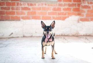 Rat Terrier-Unknown Mix Dogs for adoption in Lindale , TX, USA