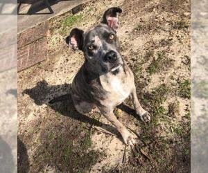 Catahoula Leopard Dog Dogs for adoption in Dalzell, SC, USA