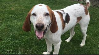 English Coonhound Dogs for adoption in Ontario, Ontario, Canada