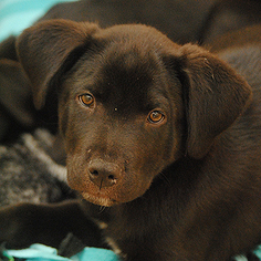 Medium Photo #1 Labrador Retriever Puppy For Sale in Kanab, UT, USA