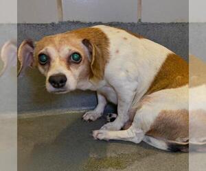 Chihuahua-Unknown Mix Dogs for adoption in San Antonio, TX, USA