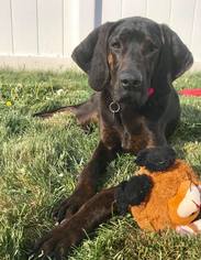Plott Hound Dogs for adoption in Ontario, Ontario, Canada