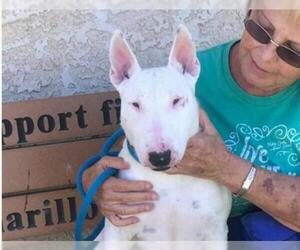 Bull Terrier Dogs for adoption in Camarillo, CA, USA