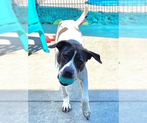 American Pit Bull Terrier-Pointer Mix Dogs for adoption in Sacramento, CA, USA