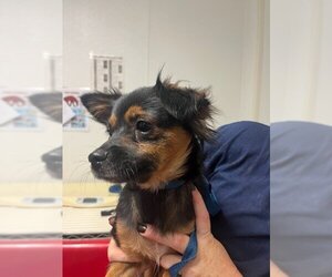 Papillon Dogs for adoption in Bakersfield, CA, USA