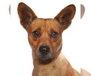 American Rat Pinscher Dogs for adoption in Oakland Park, FL, USA