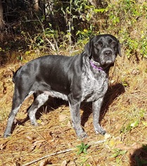German Shorthaired Lab Dogs for adoption in Social Circle, GA, USA