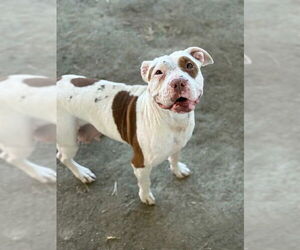 Mutt Dogs for adoption in Riverside, CA, USA